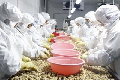 湖北省羅田縣 新上9條自動化生產線，推動板栗向休閑食品轉型升級